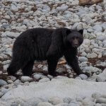 Reel Alaska Fishing Charters Alaska fishing lodge image11