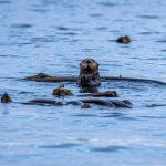 Reel Alaska Fishing Charters Alaska fishing lodge image10