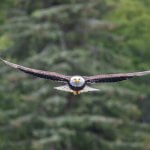 Reel Alaska Fishing Charters Alaska fishing lodge image9