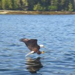 Reel Alaska Fishing Charters Alaska fishing lodge image8
