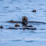 Reel Alaska Fishing Charters Alaska fishing lodge image7