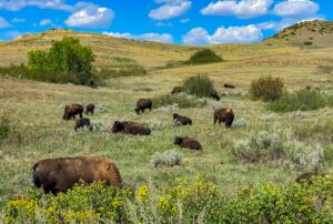 Bison grazing in a field, North Dakota