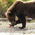Salmon Catcher Lodge Alaska fishing lodge image15