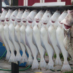 Salmon Catcher Lodge Alaska fishing lodge image18
