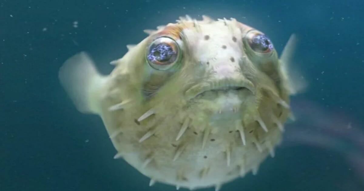 puffer fish