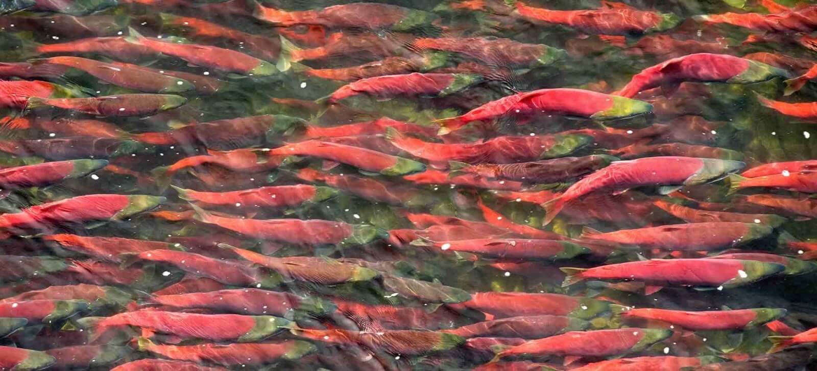 Alaska's Bristol Bay Sees Another Record Sockeye Salmon Run