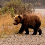 Denise Lake Lodge Alaska fishing lodge image18