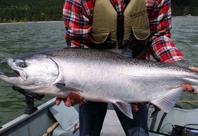 king chinook salmon caught at BC fishing lodge