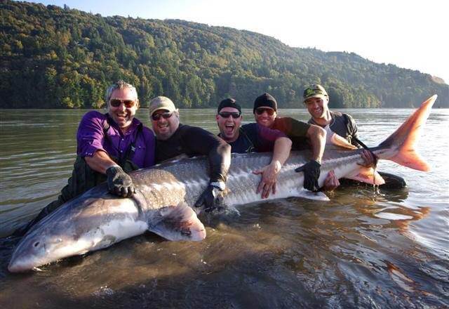 Fishermen holding a huge white sturgeon fish that was caught at a BC fishing lodge