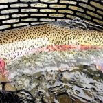 Kenai River Recon Alaska fishing lodge image27