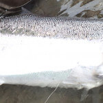 Deep Creek Lodge BC fishing lodge image43