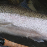 Deep Creek Lodge BC fishing lodge image46