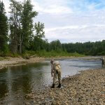 Talaheim Lodge Alaska fishing lodge image16