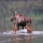 Tincup Wilderness Lodge Yukon fishing lodge image25