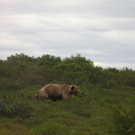 Toman’s King Camp Alaska fishing lodge image13