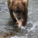 Toman’s King Camp Alaska fishing lodge image10