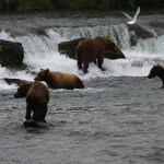 Toman’s King Camp Alaska fishing lodge image8