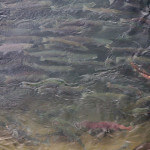 Toman’s King Camp Alaska fishing lodge image9
