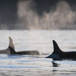Trailhead Resort & Charters BC fishing lodge image8