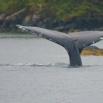 Pacific Tugboat Adventures BC fishing lodge image11