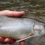 Westcoast Fishing Adventures BC fishing lodge image15