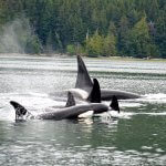 West Wave Fishing BC fishing lodge image4