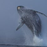 Whaler’s Cove Lodge Alaska fishing lodge image12