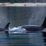 Whaler’s Cove Lodge Alaska fishing lodge image11